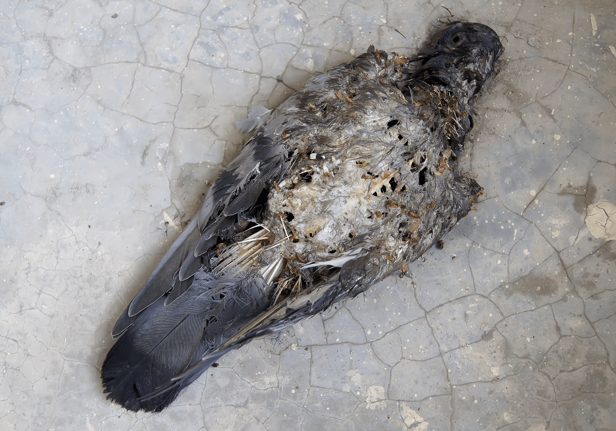 稲城市で動物・虫の死骸の処分はくらしのお助け工房におまかせください